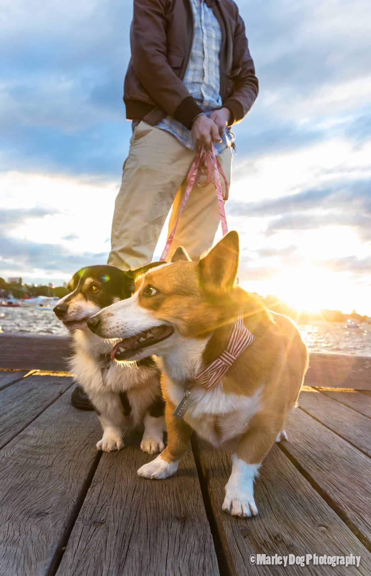 what to do with your pet in wet weather