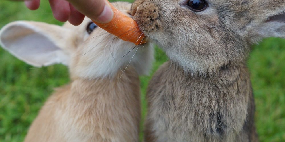 bunny vet near me
