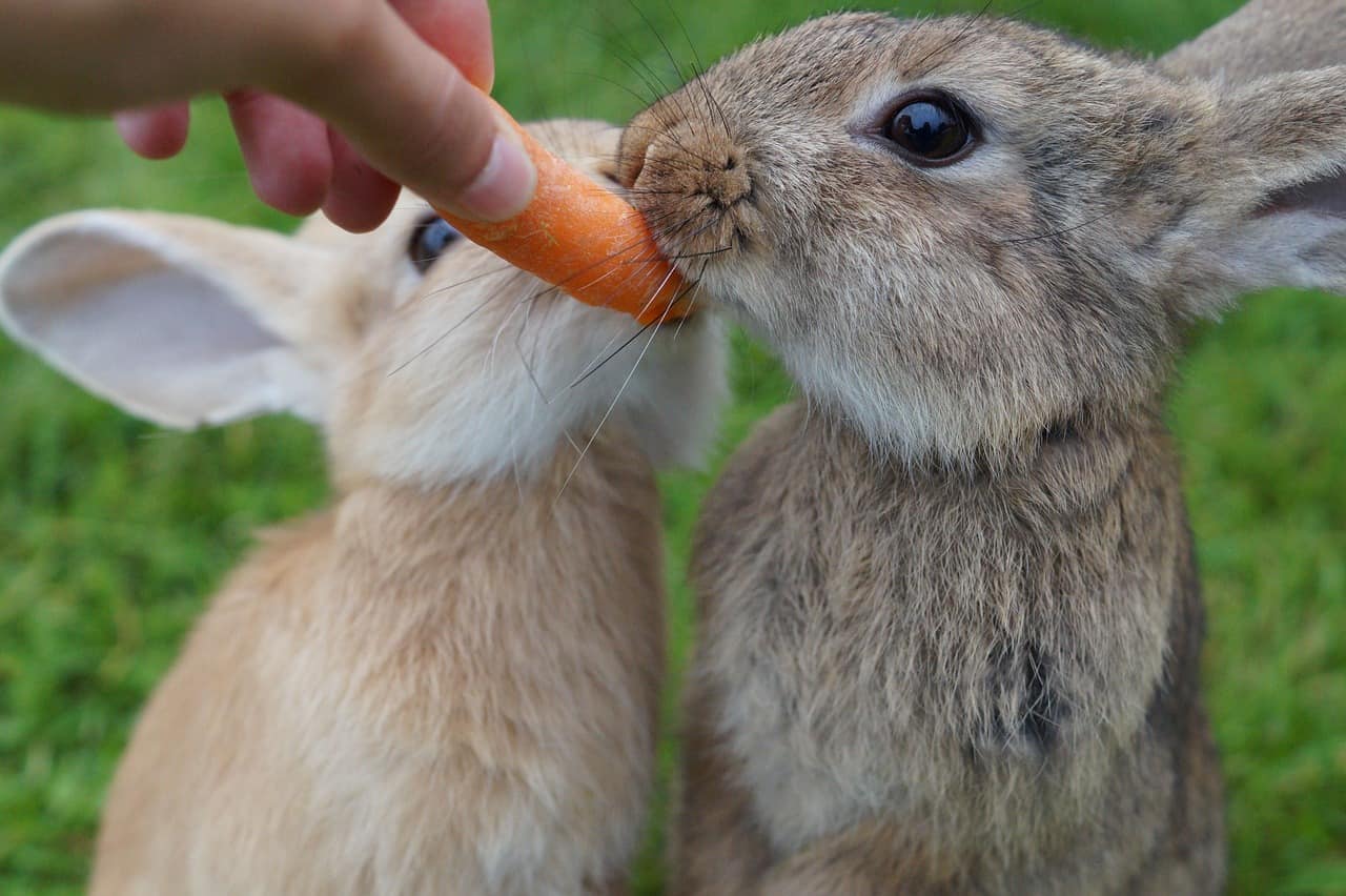 cute pet rabbits