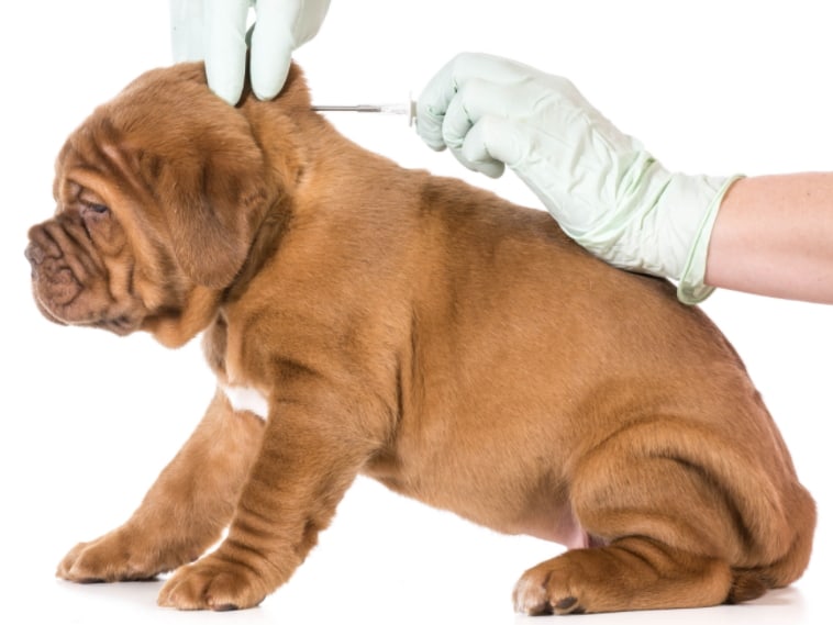 heartworm injection dogs