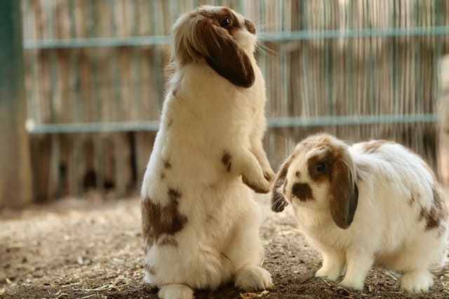 Rabbits Playing