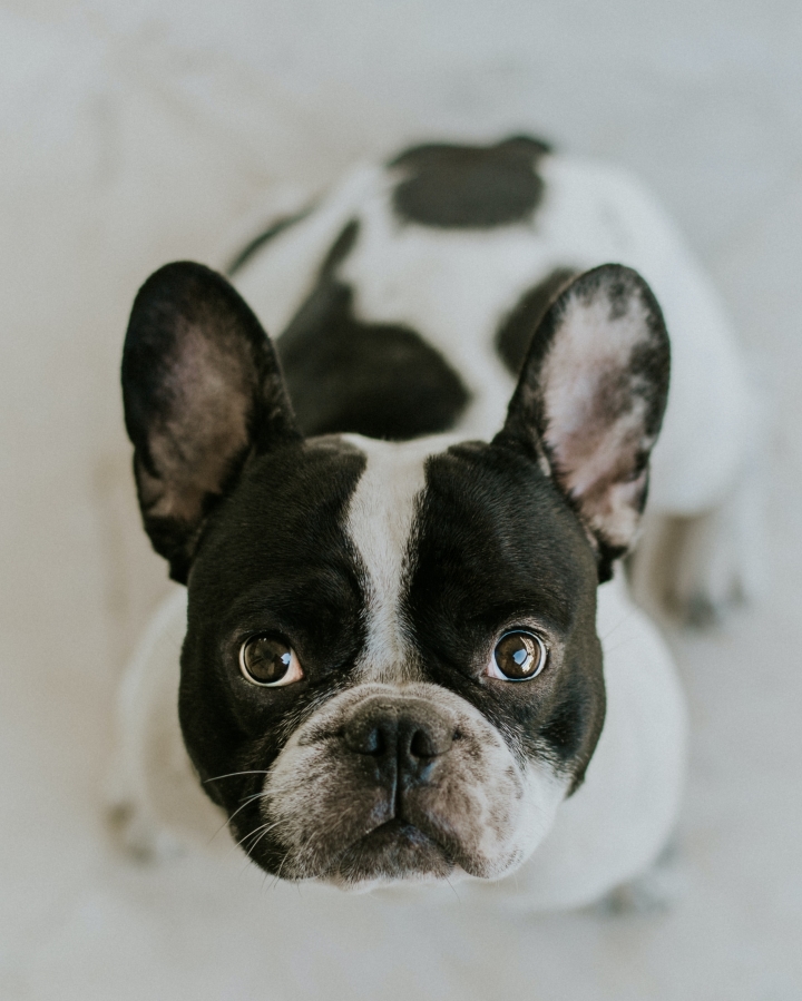 Black and white french 2024 bulldog puppies for sale