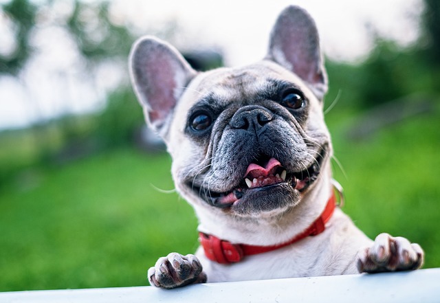 Free french bulldog puppies best sale near me