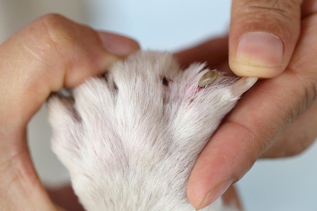 how much does an allergy test for dogs cost