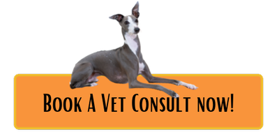 do greyhounds have a lot of health problems