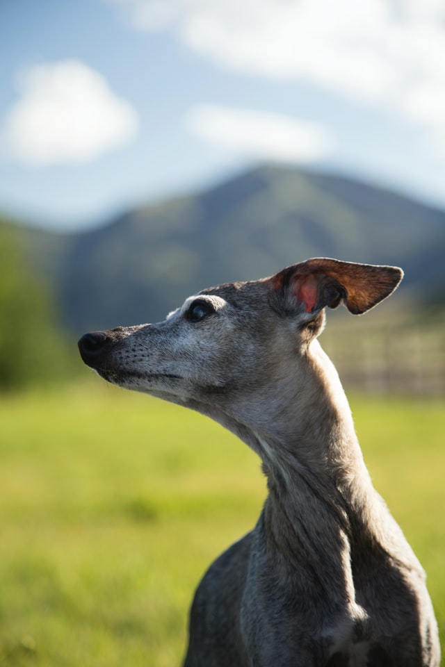 do greyhounds have a lot of health problems