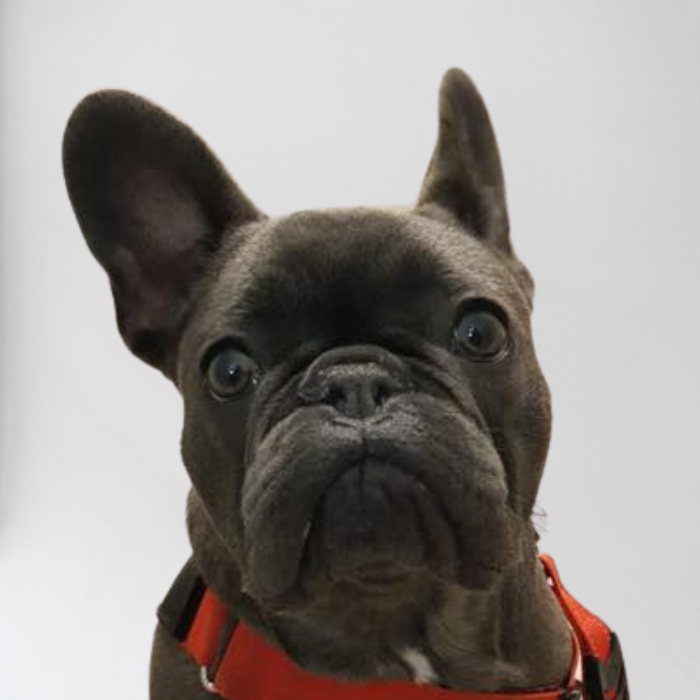 boas frenchie