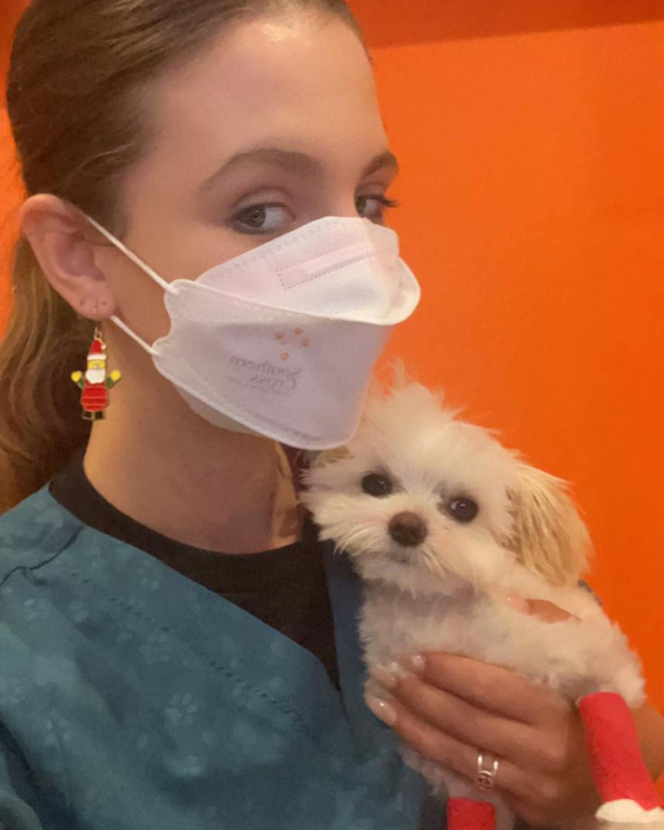 Toto Maltese 7 month ACTH Stimulation Test 2
