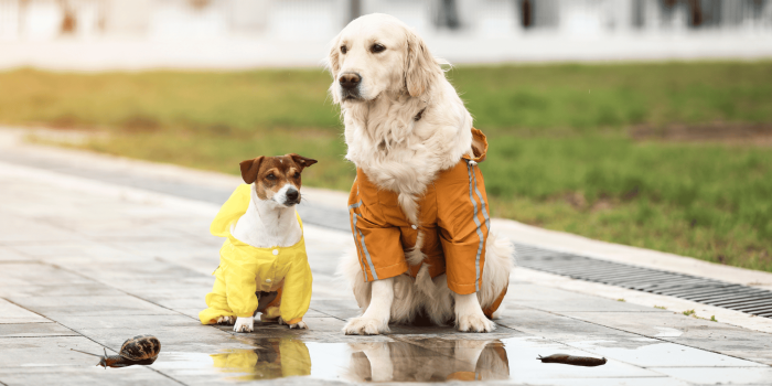 Slugs and lungworm in dogs