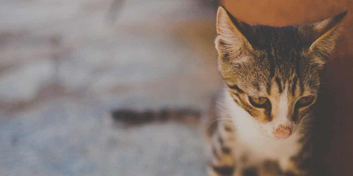 cat vaccinations