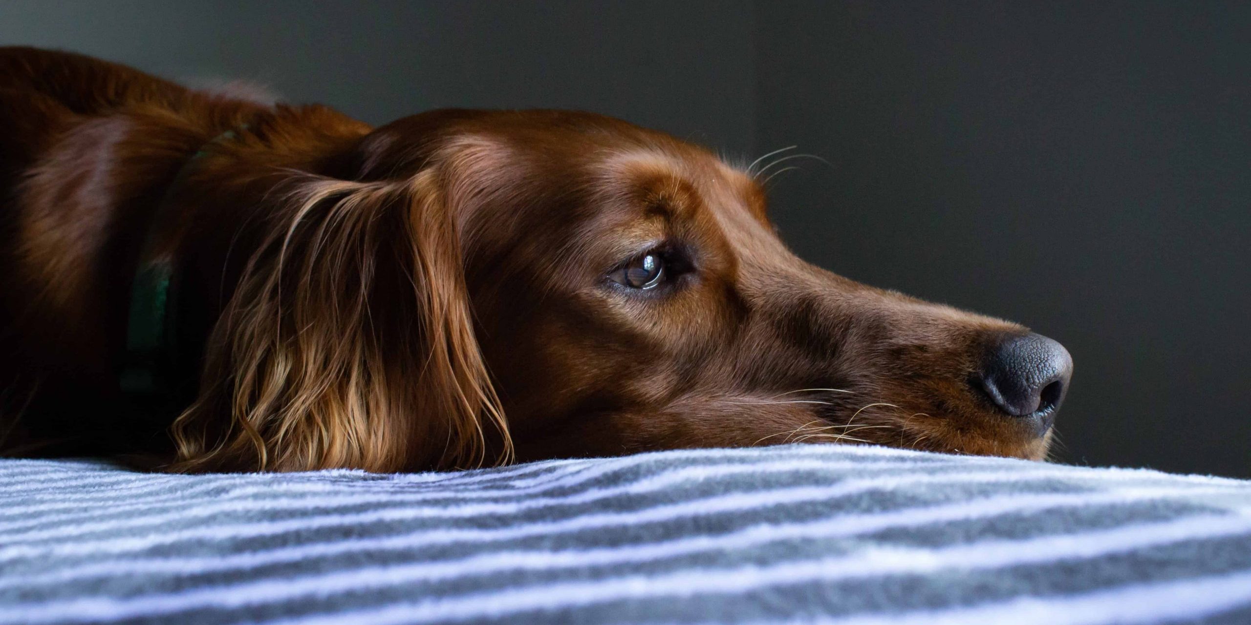 sick dog euthenase